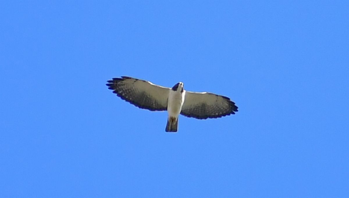 Short-tailed Hawk - ML616000592