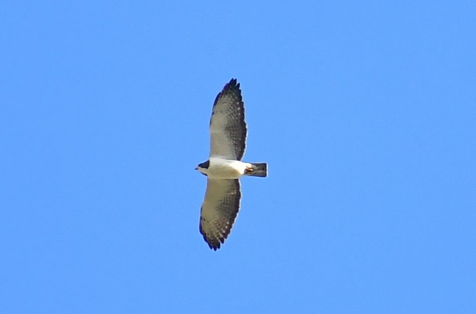 Short-tailed Hawk - ML616000593