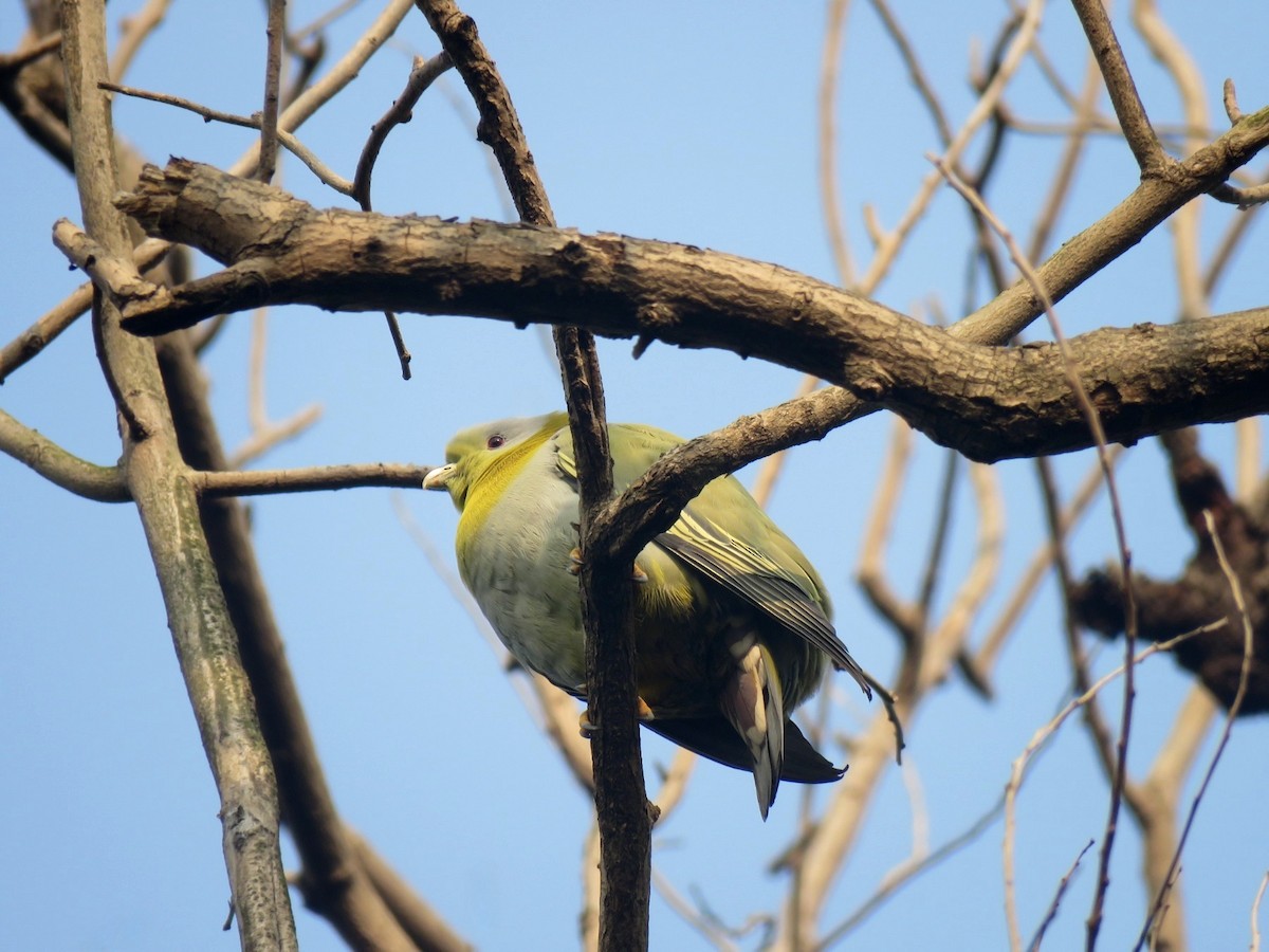 Yellow-footed Green-Pigeon - ML616000869