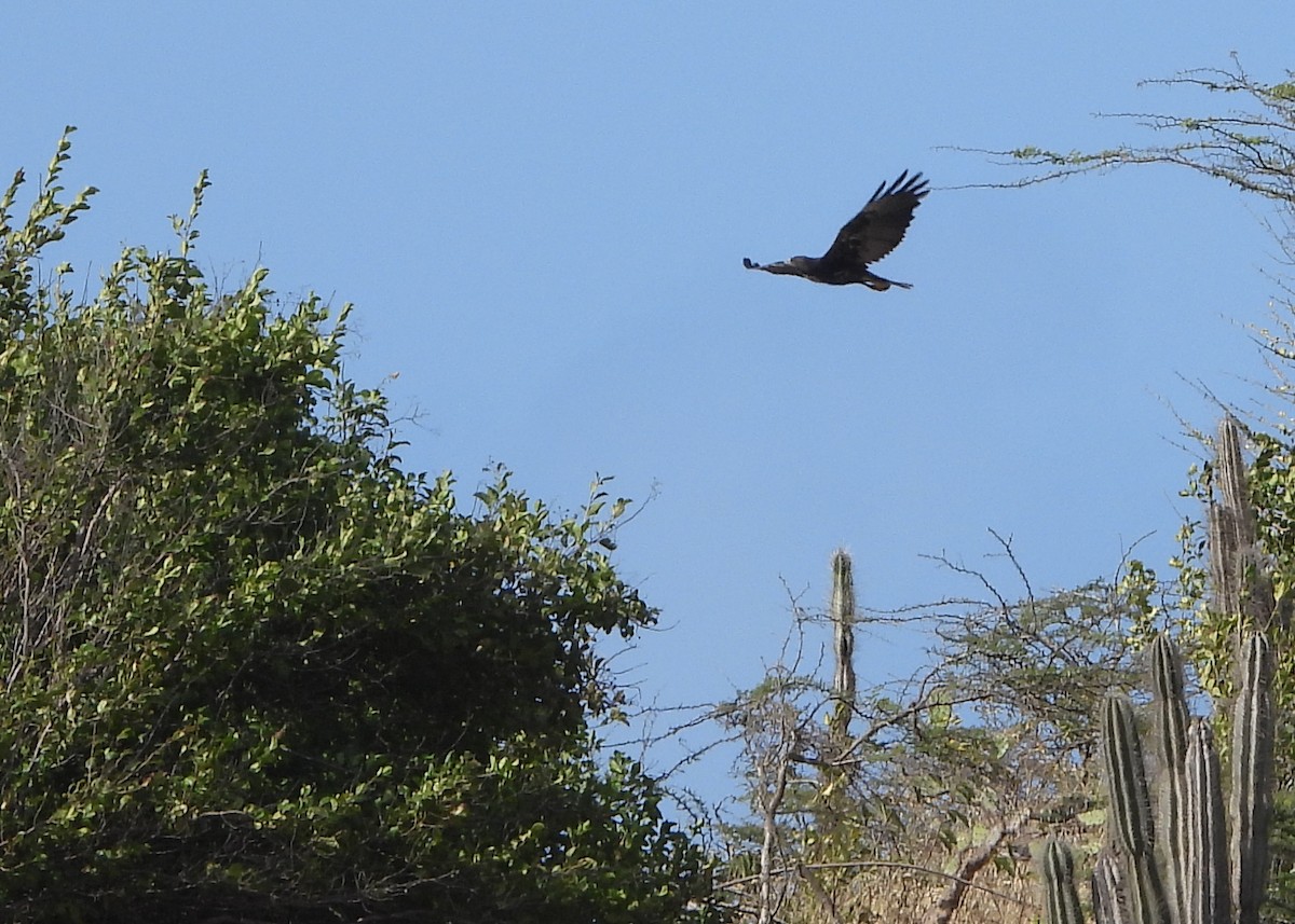 eBird Checklist - 13 Mar 2024 - Hanenberg - 10 species