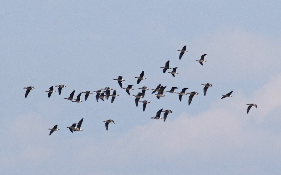 Lesser White-fronted Goose - ML616000928