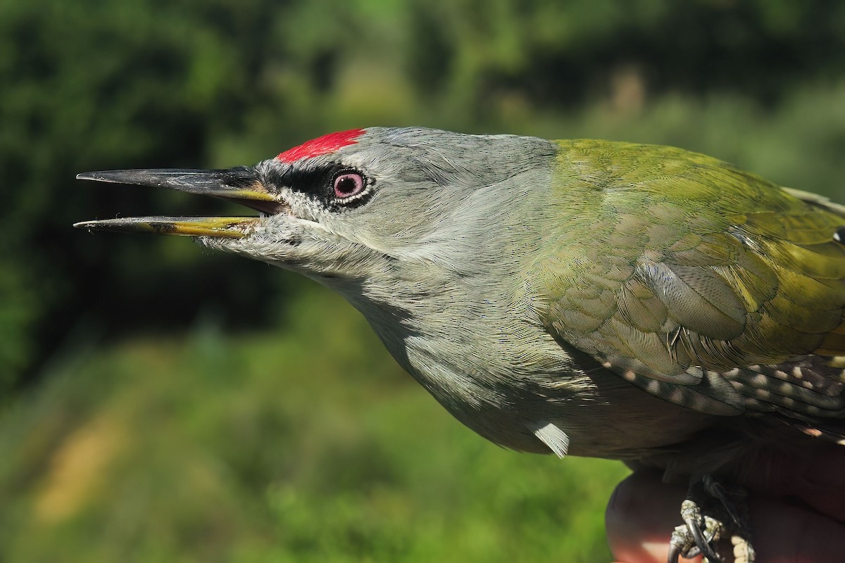 Gray-headed Woodpecker - Martin Suanjak
