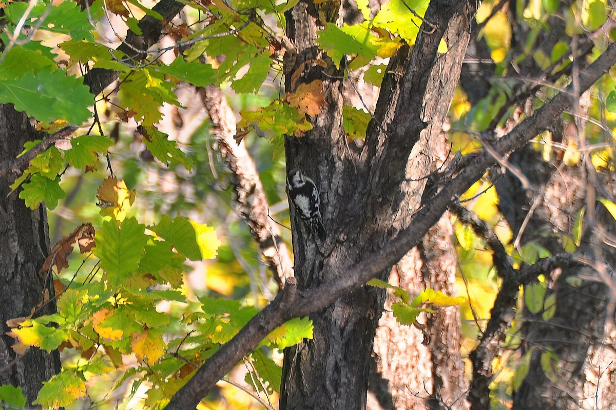 Gray-capped Pygmy Woodpecker - ML616001228