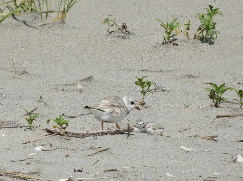 Piping Plover - Asher Perkins