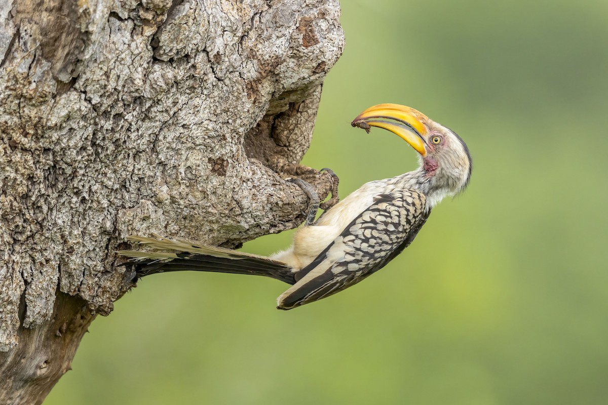 Southern Yellow-billed Hornbill - Dorian Anderson