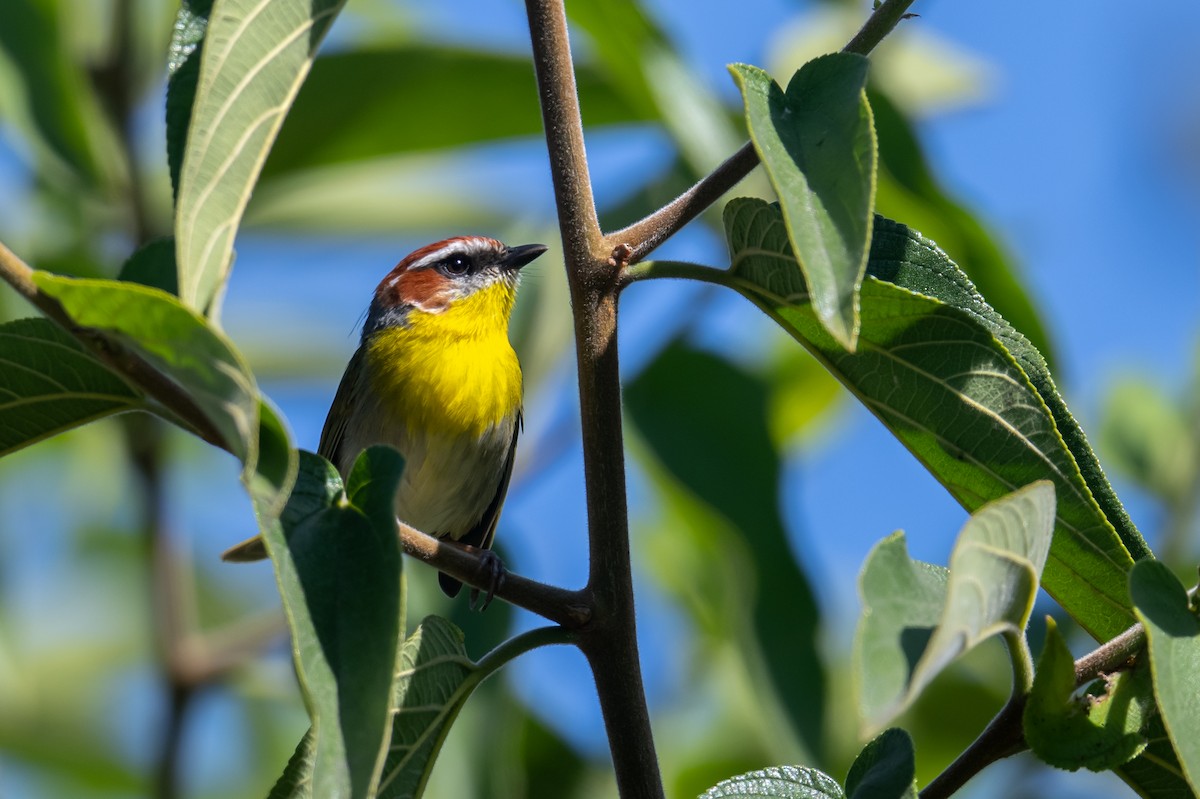 Rufous-capped Warbler (rufifrons Group) - ML616001359