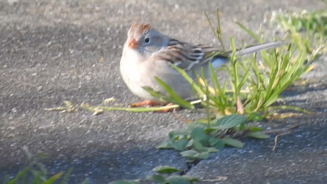 Field Sparrow - ML616001403