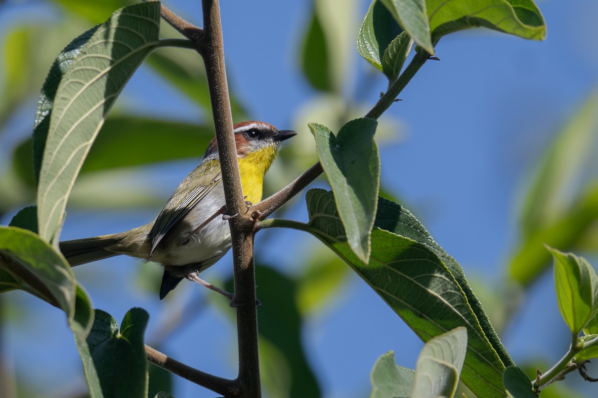 Rufous-capped Warbler (rufifrons Group) - ML616001432