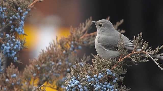 Townsend's Solitaire - ML616001479