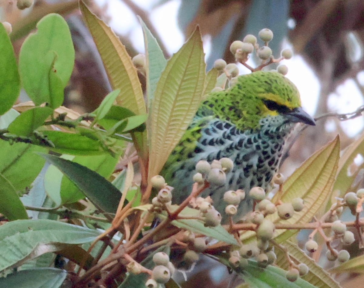Speckled Tanager - ML616001625