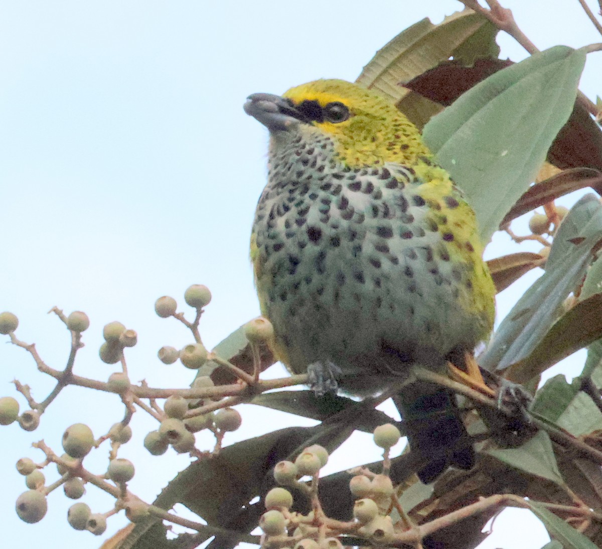 Speckled Tanager - ML616001626