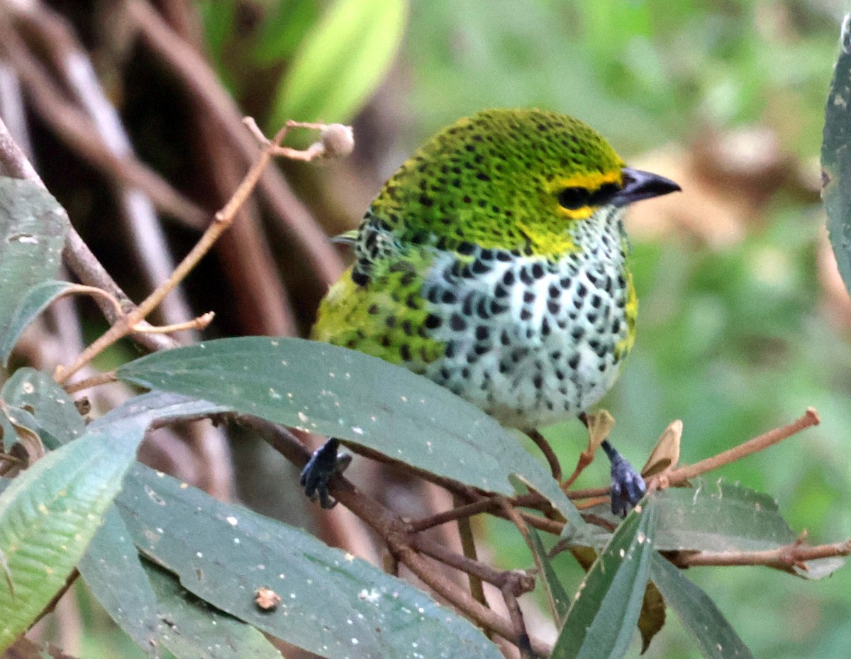 Speckled Tanager - ML616001628