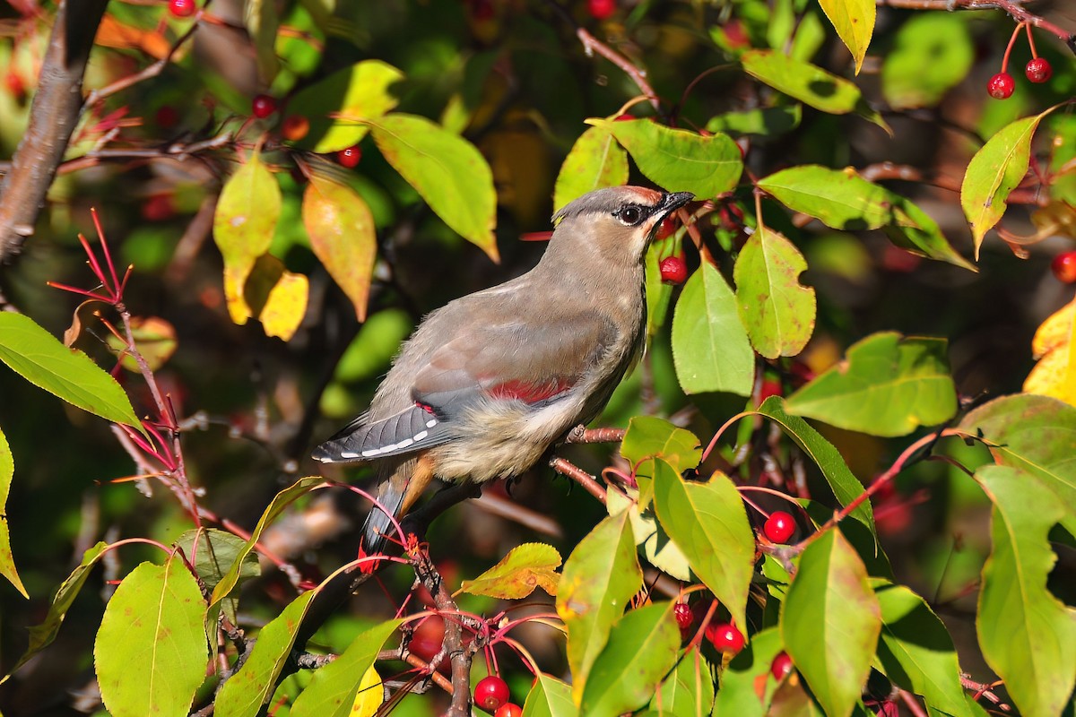 Japanese Waxwing - ML616001646