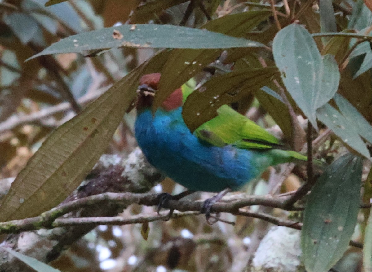 Bay-headed Tanager - ML616001649