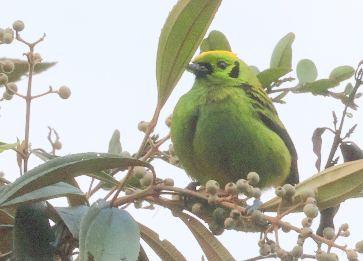 Emerald Tanager - ML616001660