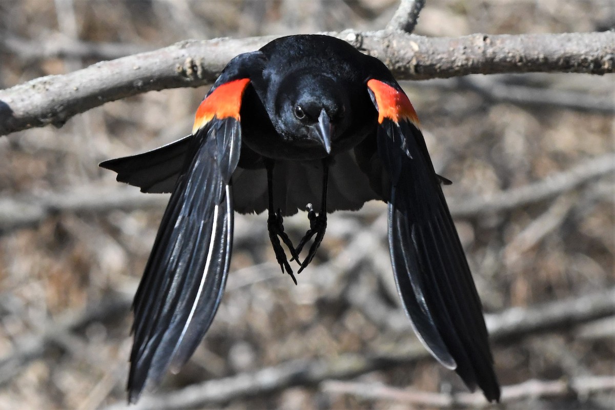 Red-winged Blackbird - ML616001719