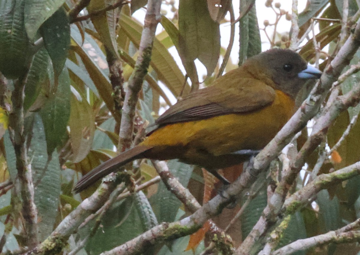Scarlet-rumped Tanager - ML616001722
