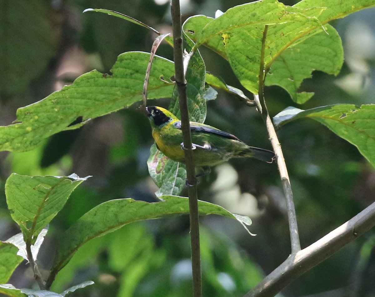 Green-and-gold Tanager - ML616001726