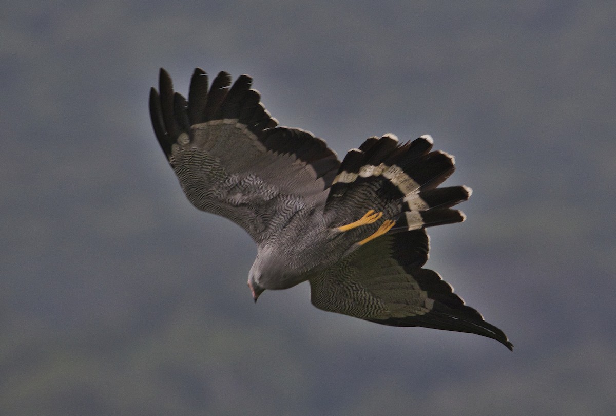 African Harrier-Hawk - Rene Ritsema