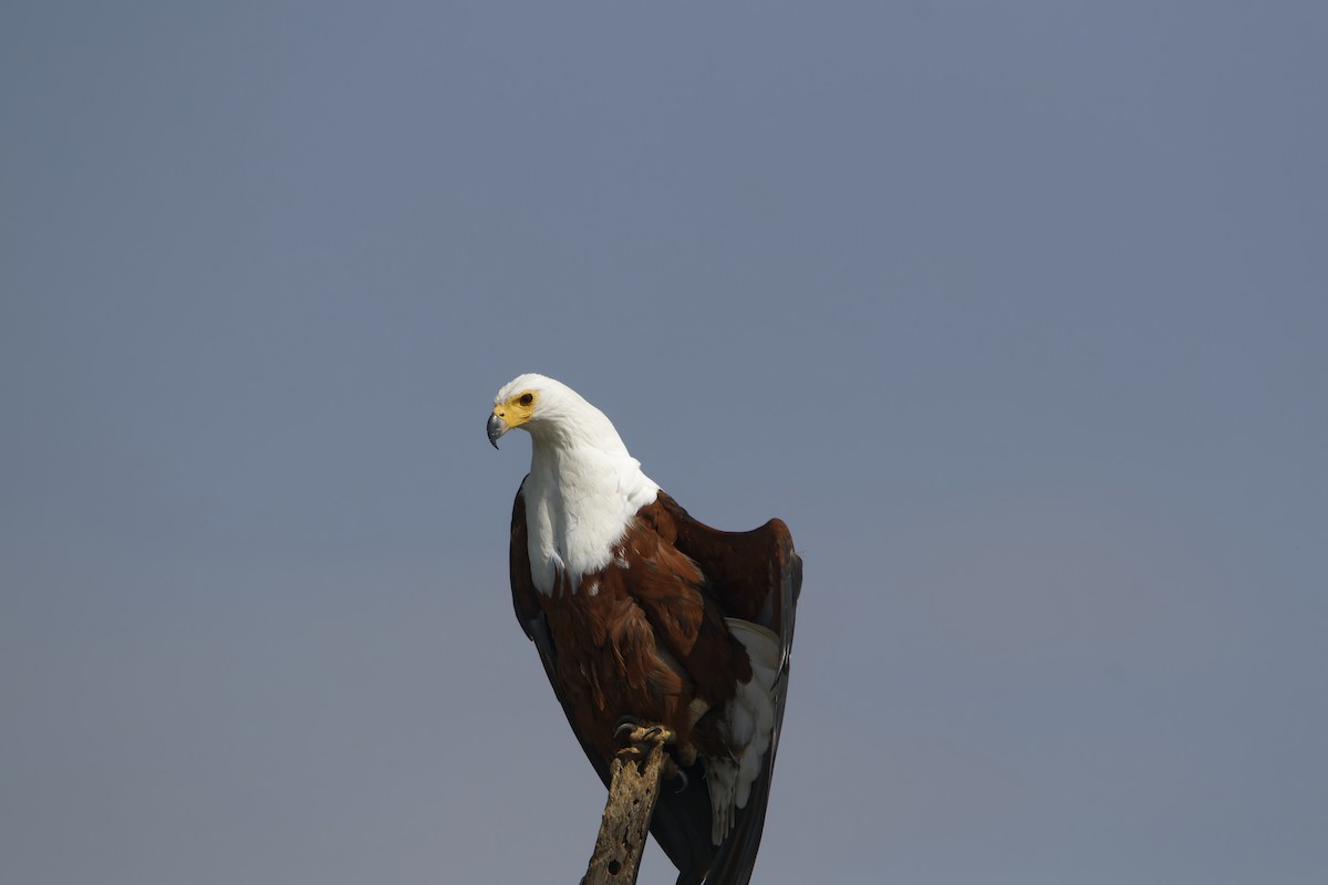 African Fish-Eagle - ML616001858