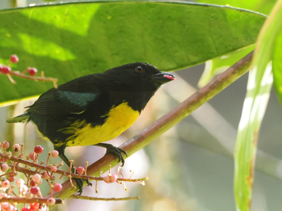 Black-and-gold Tanager - ML616001938