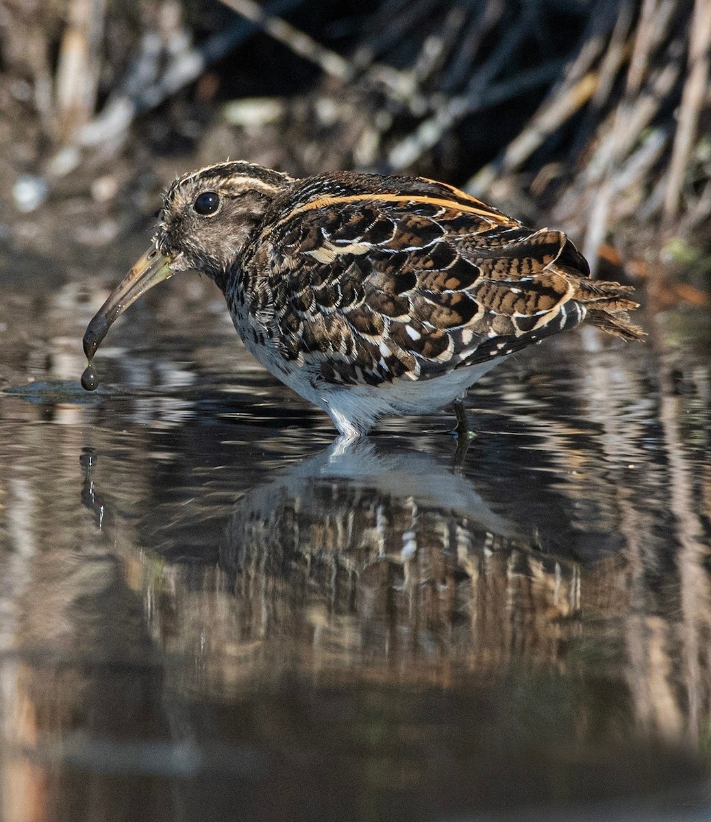 South American Painted-Snipe - ML616002037