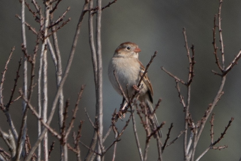 Field Sparrow - ML616002061