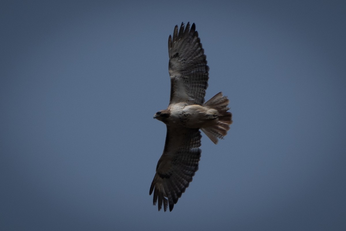 Red-tailed Hawk - ML616002087