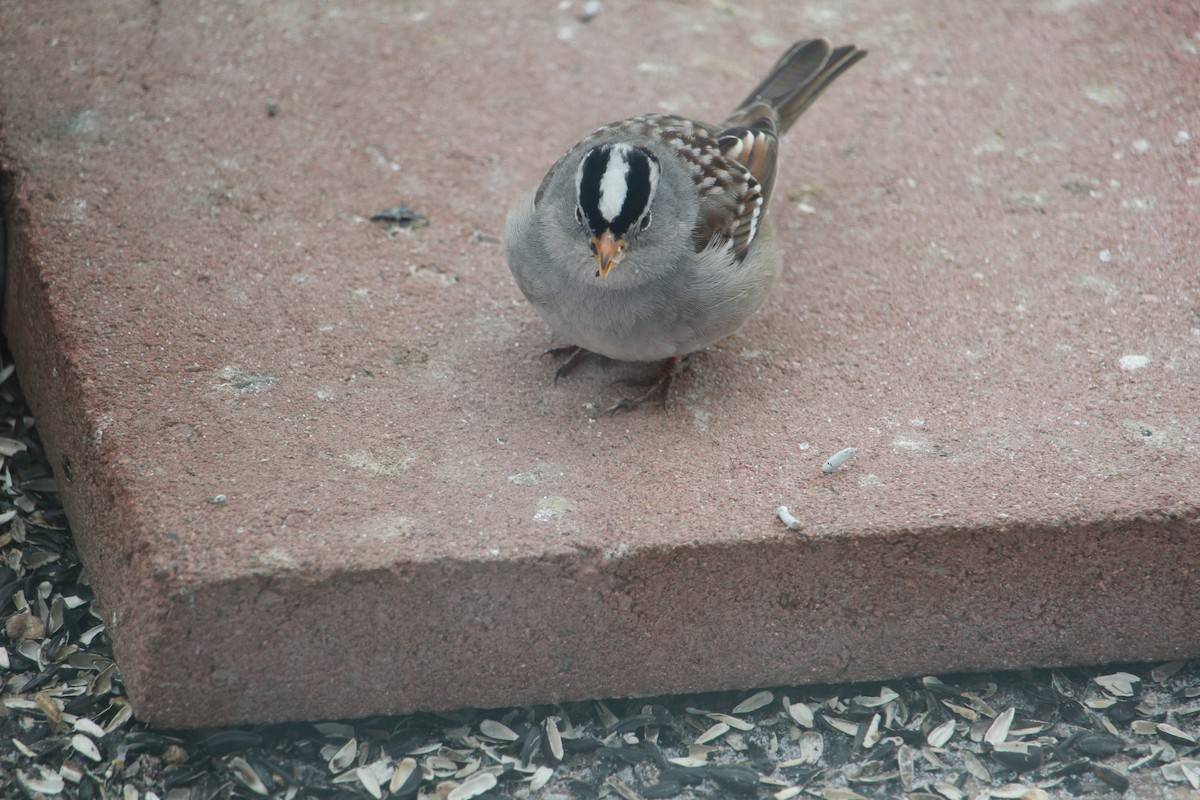 White-crowned Sparrow (Gambel's) - ML616002113