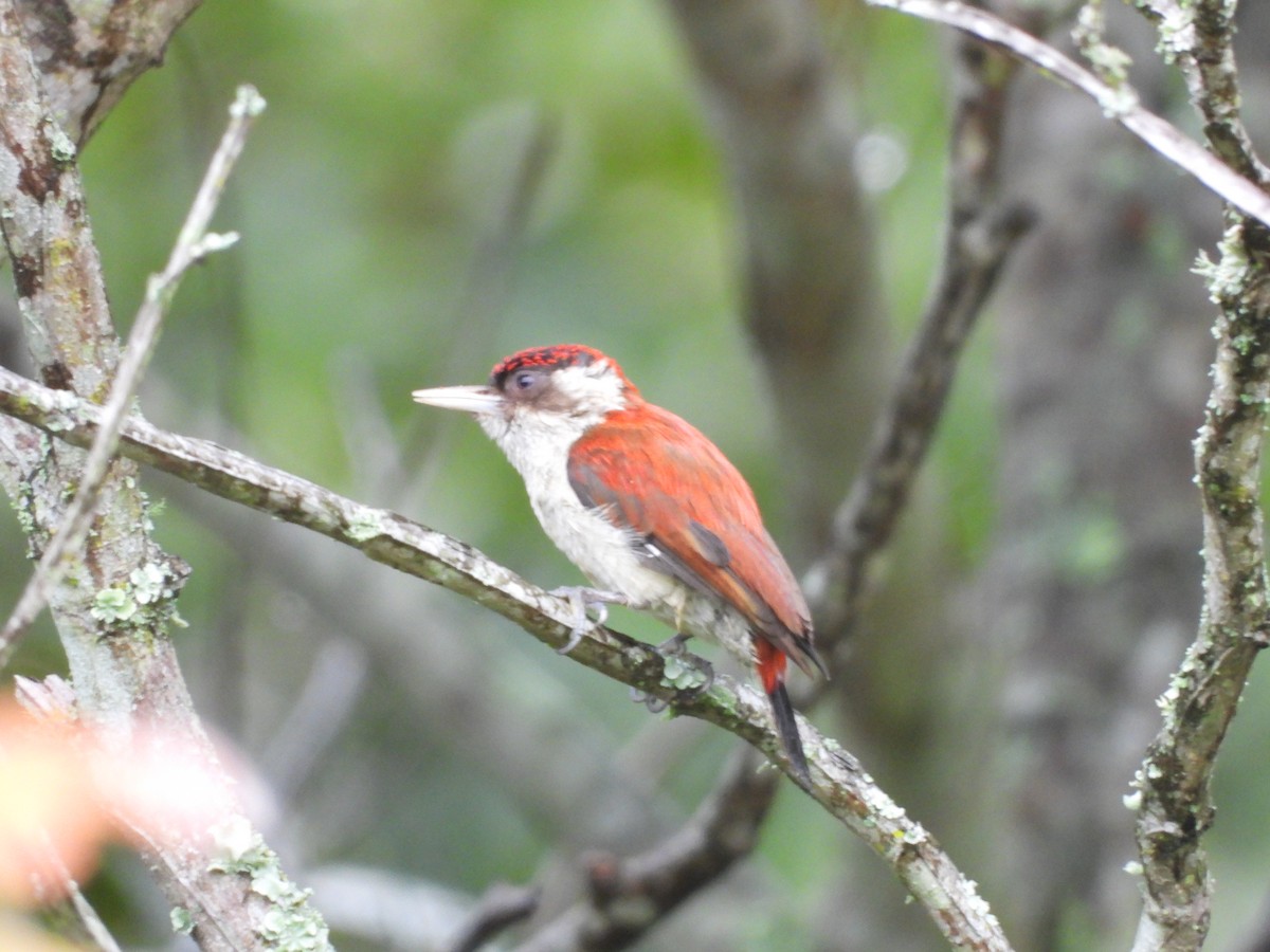 Scarlet-backed Woodpecker - ML616002189