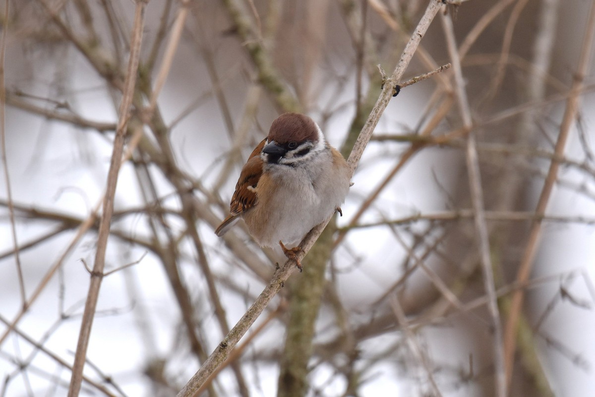 Eurasian Tree Sparrow - ML616002253
