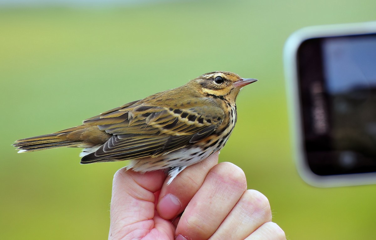 Olive-backed Pipit - ML616002280