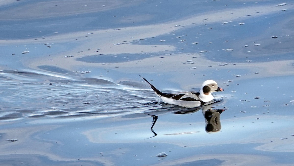 Long-tailed Duck - ML616002299