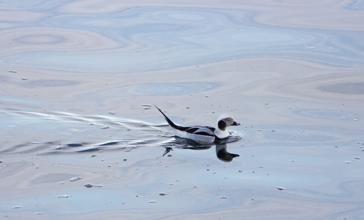 Long-tailed Duck - ML616002301