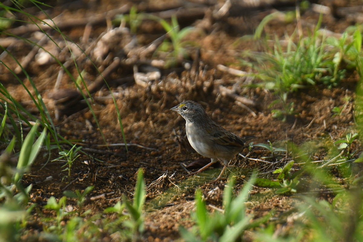 Grassland Sparrow - ML616002404