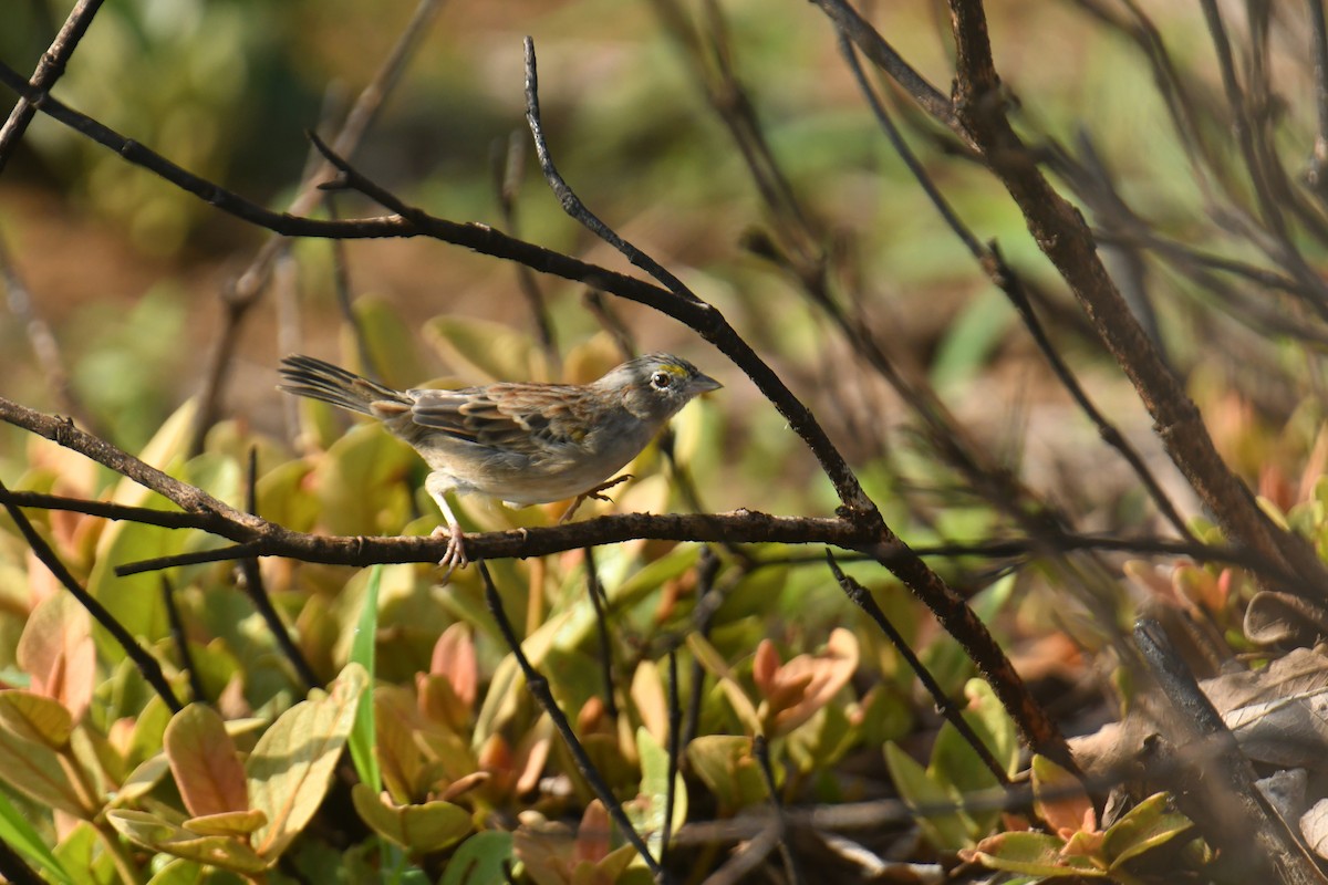 Grassland Sparrow - ML616002408