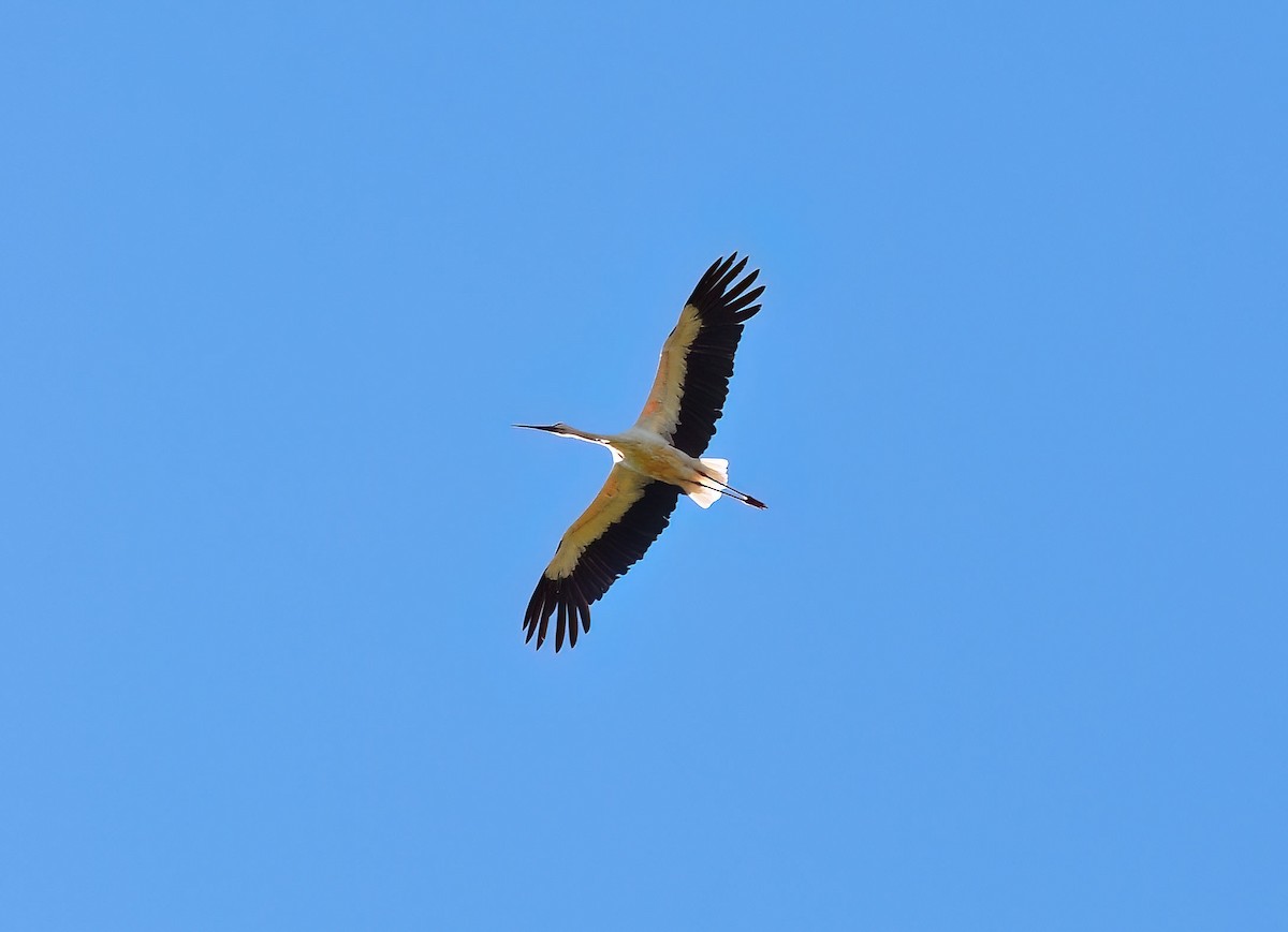 Oriental Stork - Martin Suanjak