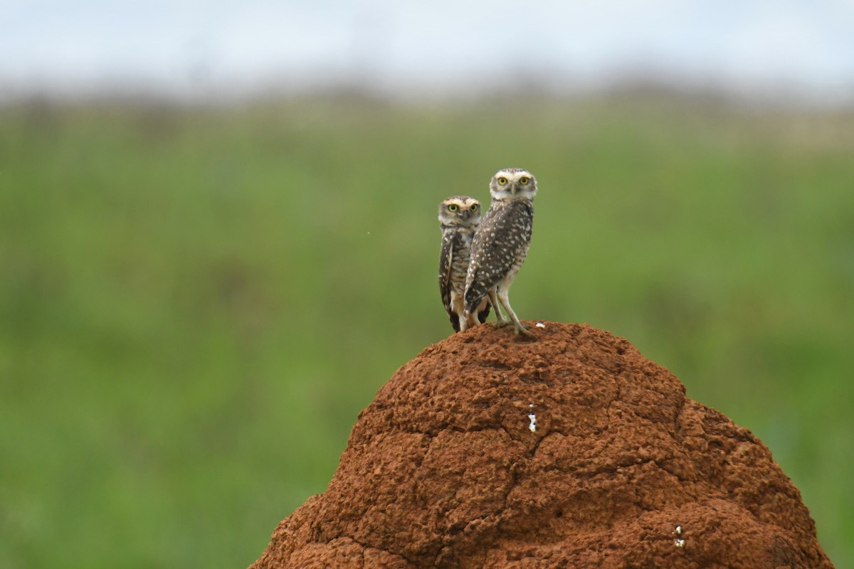 Burrowing Owl - ML616002459