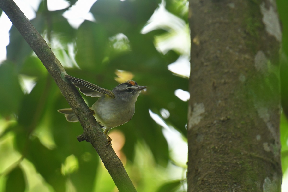 Golden-crowned Warbler (White-bellied) - ML616002491