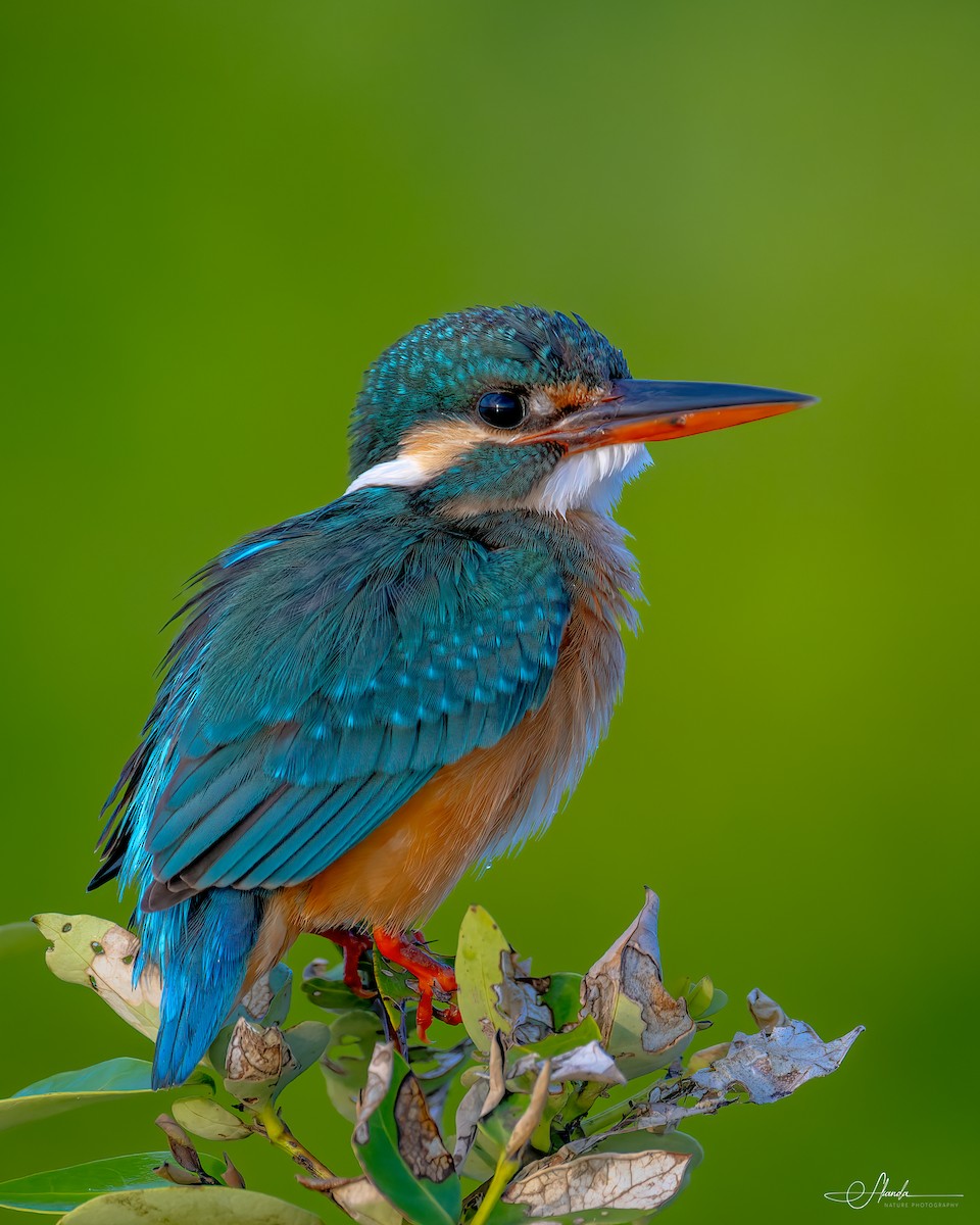 Common Kingfisher - ML616002566