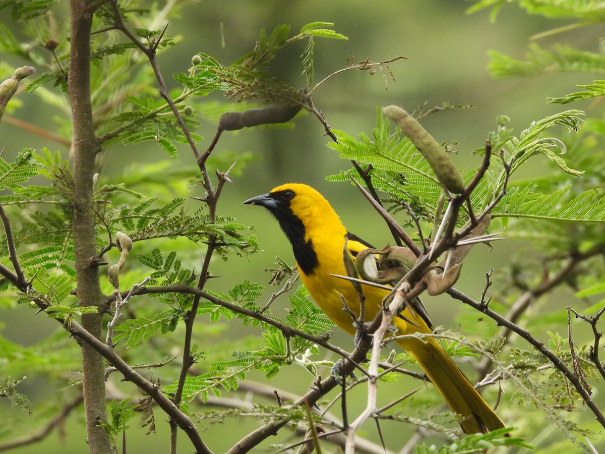 Yellow-tailed Oriole - ML616002613
