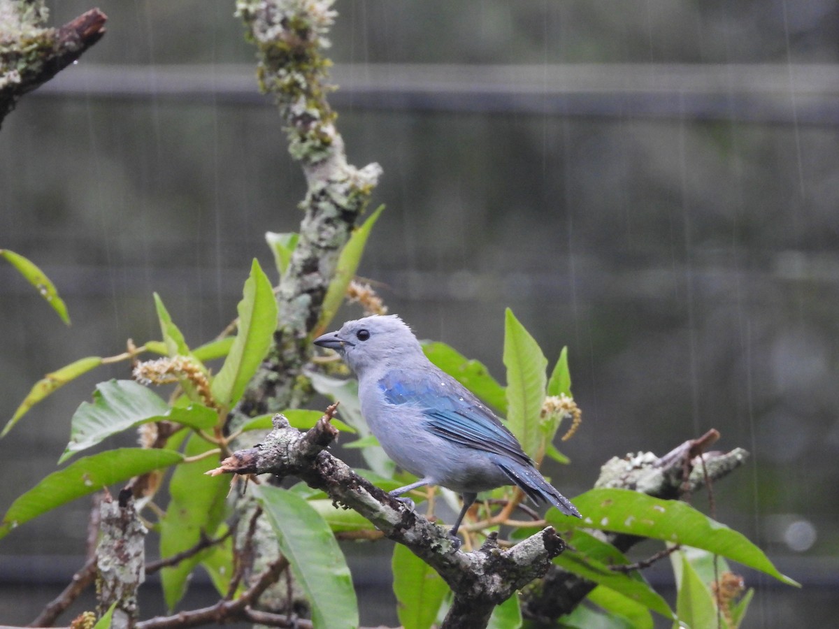 Blue-gray Tanager - ML616002643