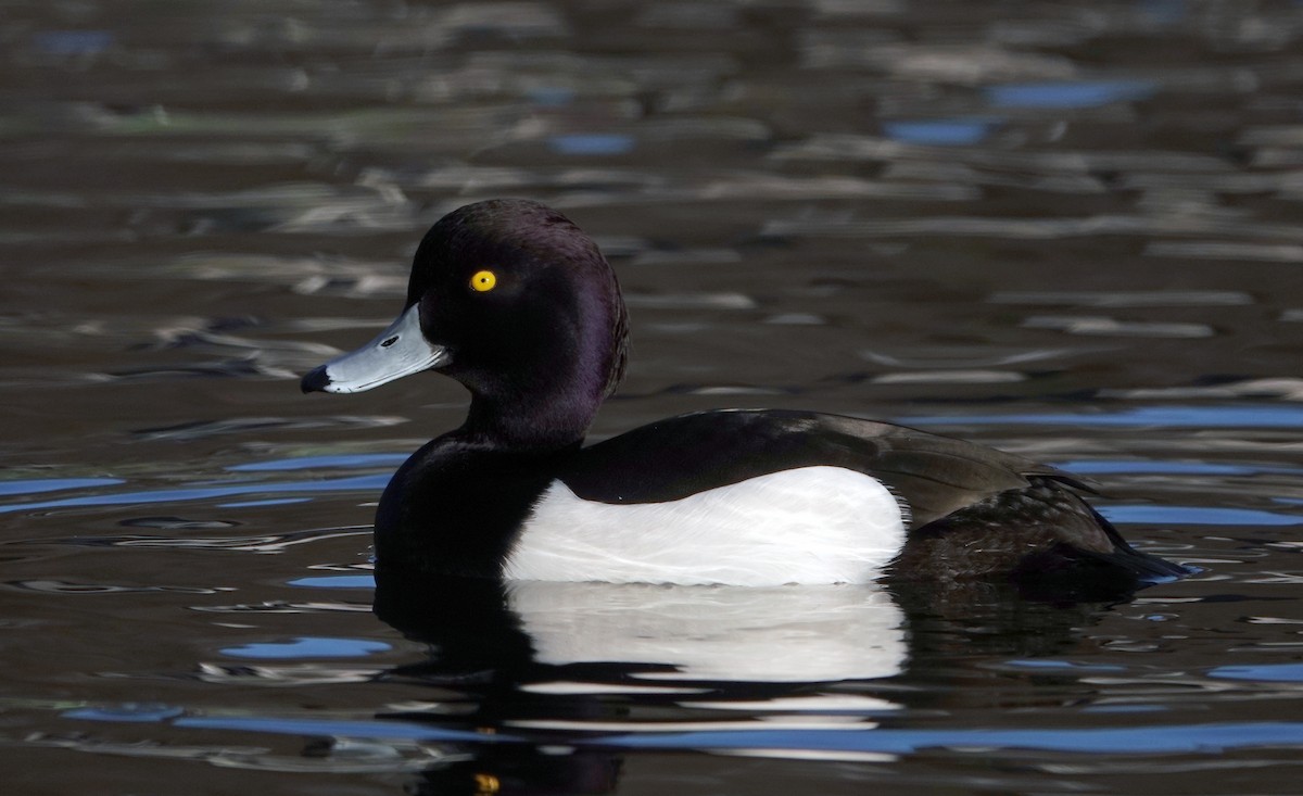 Tufted Duck - ML616002690