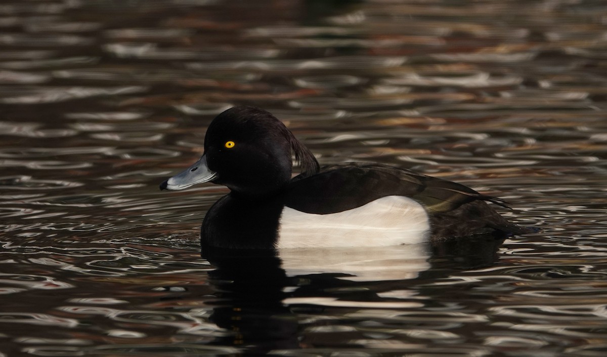 Tufted Duck - ML616002691