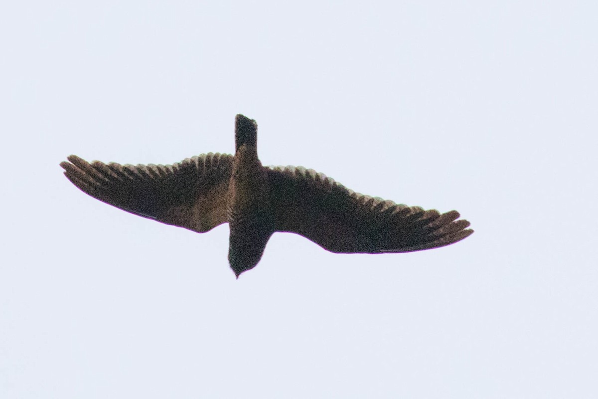 Short-tailed Nighthawk - ML616002723