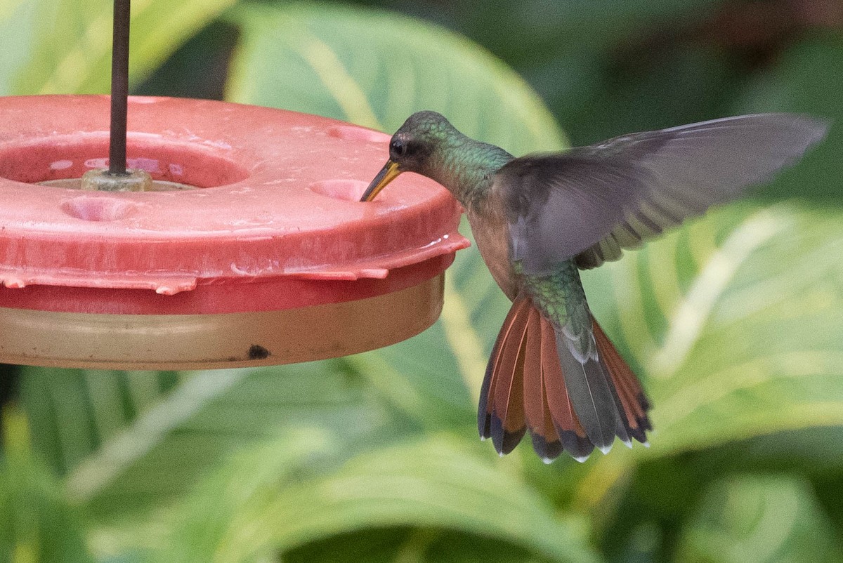 kolibřík ryšavoocasý - ML616002951