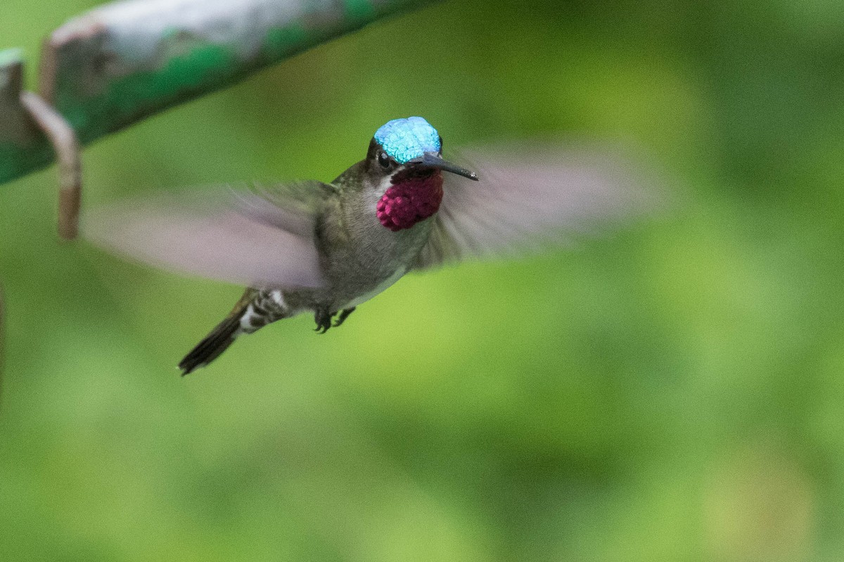 kolibřík hvězdohrdlý - ML616002971