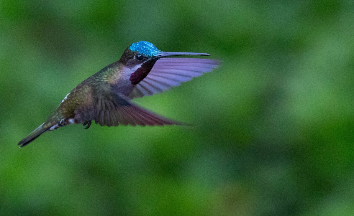 kolibřík hvězdohrdlý - ML616002974