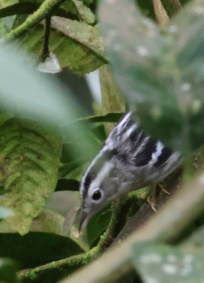 Black-and-white Warbler - ML616003122