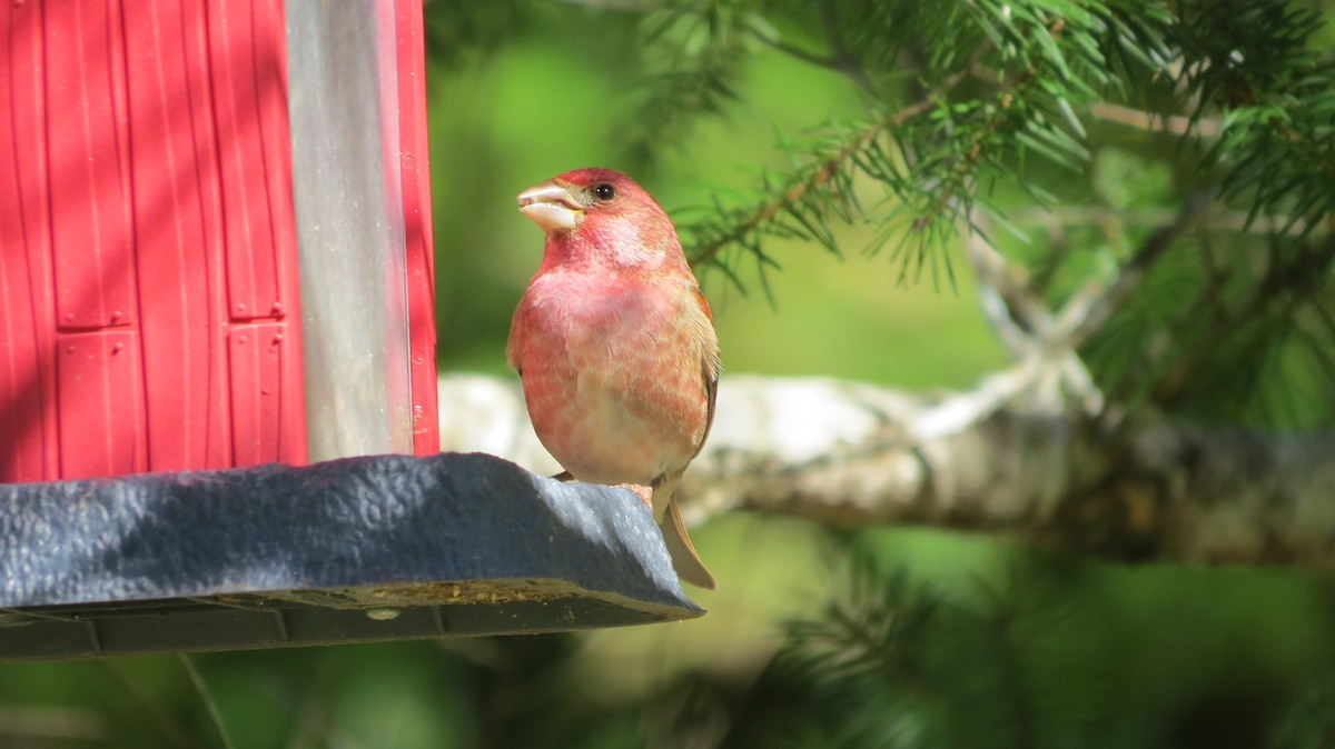 Purple Finch (Western) - Mike Curry